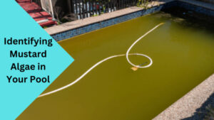 Identifying Mustard Algae in Your Pool