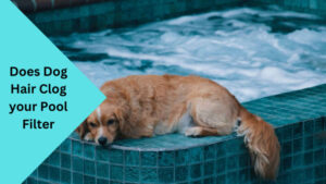 Does Dog Hair Clog your Pool Filter