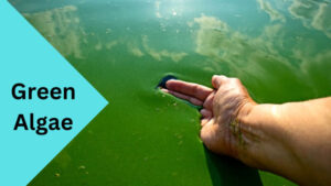 Is Swimming Pool Algae Dangerous