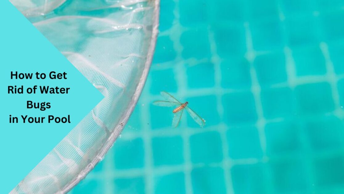 How to Get Rid of Water Bugs in Your Pool