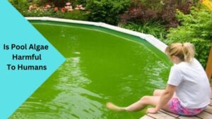 Is Pool Algae Harmful To Humans