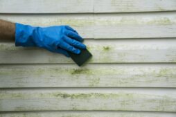 Tips for Preventing Algae Growth and Staining